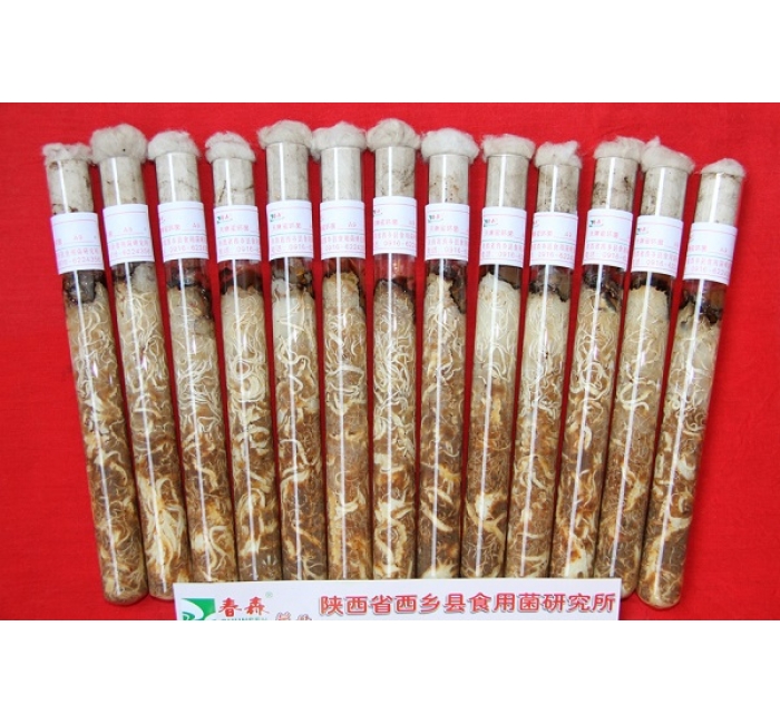 天麻蜜環(huán)菌母種、原種、栽培種