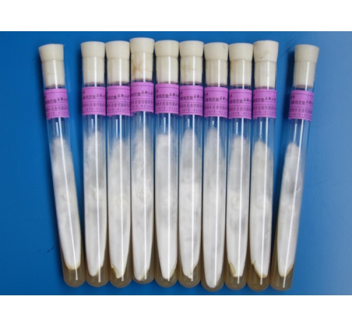 天麻萌發(fā)菌母種、原種、栽培種